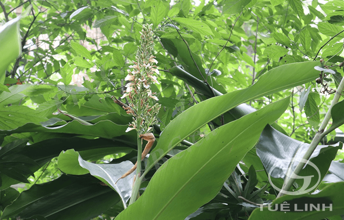 Alpinia tonkinensis